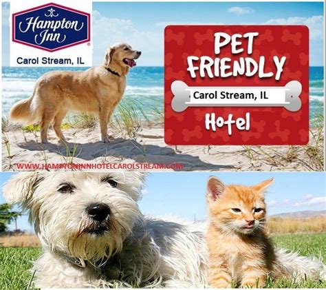 hampton cat friendly|Hampton Pet.